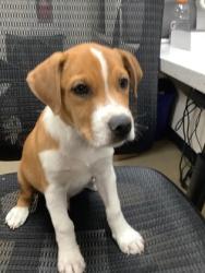 Shelter Stray Male Dog last seen Near San Marcos Dr, West District, TX, 355 Hillshire Dr, Haslet, TX 76052, USA