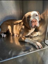 Shelter Stray Female Dog last seen Near Trueland Dr, South District, TX, 355 Hillshire Dr, Haslet, TX 76052, USA