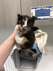 Shelter Stray Female Cat last seen NE 43rd and N Holmes, 64116, MO, 7077 Elmwood Ave, Kansas City, MO 64132, USA