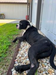 Shelter Stray Male Dog last seen Wildflower way/ Countyline road, New Bern,, 1639 Old Airport Rd, New Bern, NC 28562, USA
