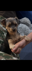 Lost Female Dog last seen Butterfield & Hedge Row, Naperville, IL 60563