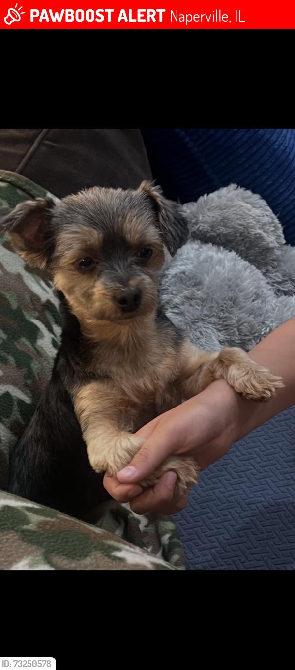 Lost Female Dog last seen Butterfield & Hedge Row, Naperville, IL 60563