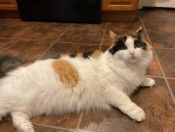 Lost Female Cat last seen Raspberry st Bethlehem pa, Bethlehem, PA 18018