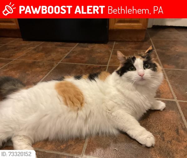 Lost Female Cat last seen Raspberry st Bethlehem pa, Bethlehem, PA 18018