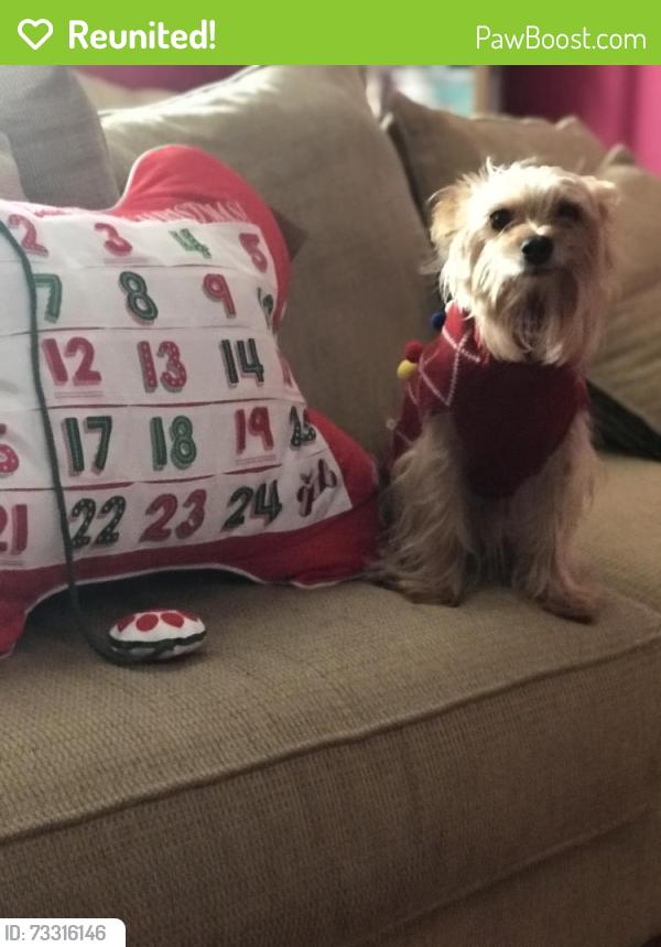 Reunited Male Dog last seen Fairview area, Maryville, TN 37803