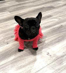 Reunited Female Dog last seen Walnut Ave and vale drive, Carmichael, CA 95608