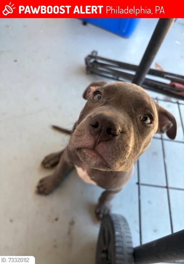 Lost Female Dog last seen Near W Harold Street, Philadelphia, PA 19132