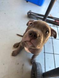 Lost Female Dog last seen Near W Harold Street, Philadelphia, PA 19132