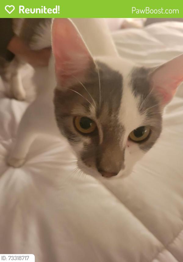Reunited Unknown Cat last seen Mount Si High School Parking Lot, North Bend, WA 98045