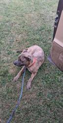 Reunited Male Dog last seen Stone at and eleventh, Flint, MI 48503