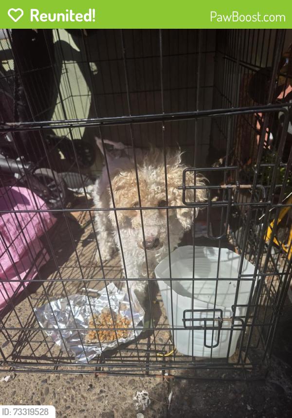 Reunited Male Dog last seen Near n water st Philadelphia PA 19125, Philadelphia, PA 19125