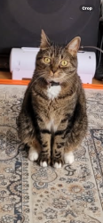Reunited Female Cat last seen Washington X. So. Novato, Novato, CA 94947