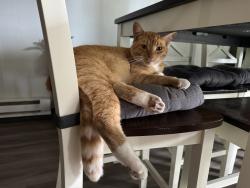 Reunited Male Cat last seen Near Lake City Pub, Lakewood, WA 98499