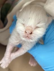 Shelter Stray Female Cat last seen SE Harold, PORTLAND, OR, 97266, 1700 W Historic Columbia River Hwy, Troutdale, OR 97060, USA