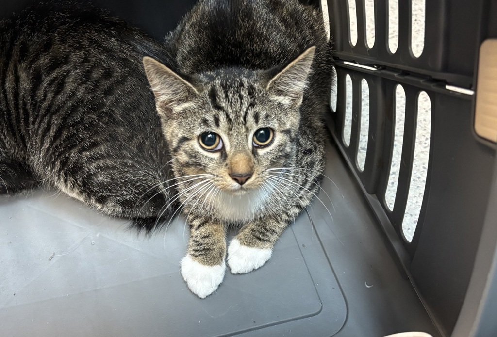 Shelter Stray Male Cat last seen left outside MACC, NEW YORK, NY, 10029, 326 E 110th St, New York, NY 10029, USA