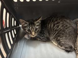 Shelter Stray Female Cat last seen left outside MACC, NEW YORK, NY, 10029, 326 E 110th St, New York, NY 10029, USA