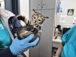 Shelter Stray Female Cat last seen Near Baker Avenue, BRONX, NY, 10467, 326 E 110th St, New York, NY 10029, USA