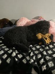 Reunited Female Dog last seen County line road, Fayetteville, NC 28306
