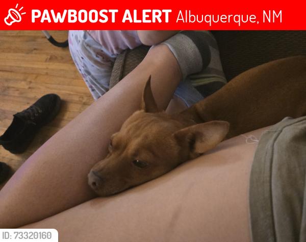 Lost Male Dog last seen San pedro dr ne & Comanche, Albuquerque, NM 87110