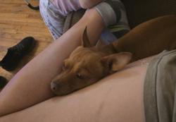 Lost Male Dog last seen San pedro dr ne & Comanche, Albuquerque, NM 87110