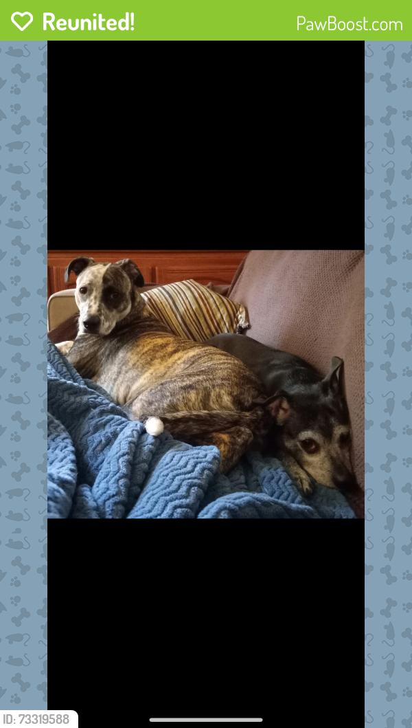 Reunited Female Dog last seen Bluff road, Boring, OR 97009