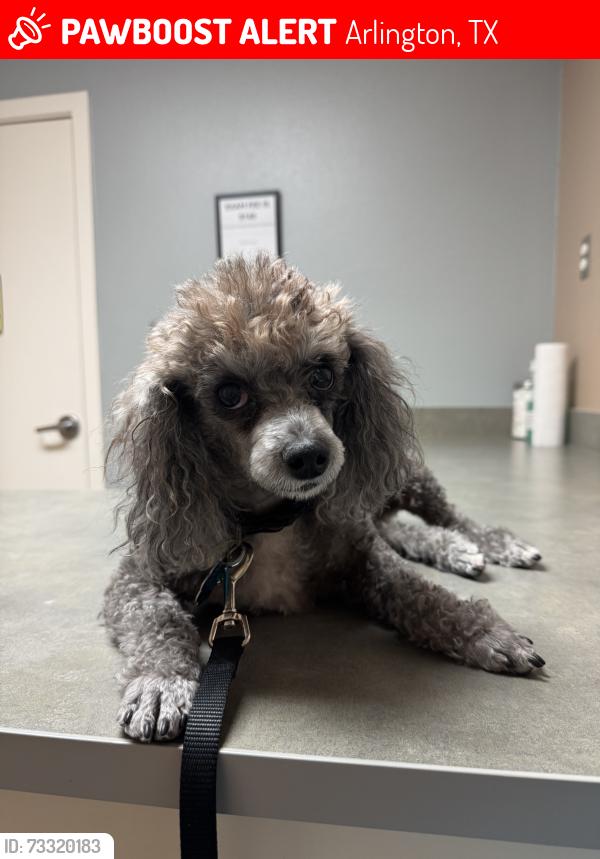 Lost Female Dog last seen Eldoro and Rivercrest, Arlington, TX 76006