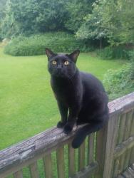 Lost Male Cat last seen Norma st, Nacogdoches, TX 75965