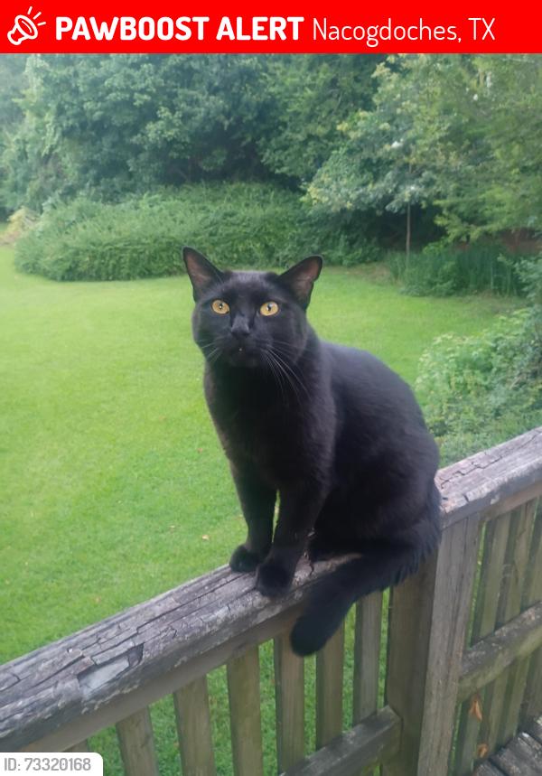 Lost Male Cat last seen Norma st, Nacogdoches, TX 75965