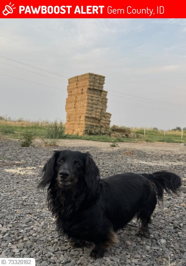 Lost Male Dog last seen Dewey Rd and Eleanor Ln, Gem County, ID 83617