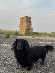 Lost Male Dog last seen Dewey Rd and Eleanor Ln, Gem County, ID 83617