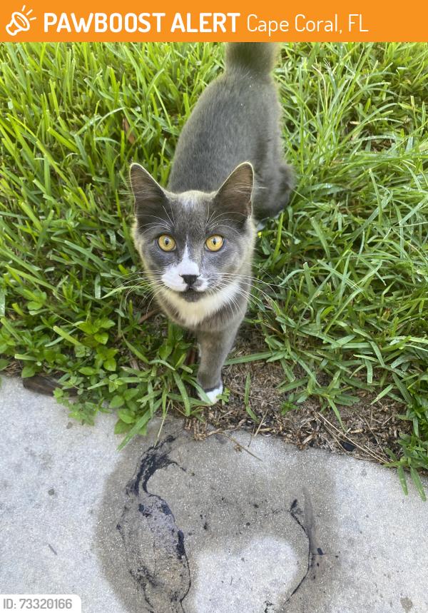 Found/Stray Unknown Cat last seen SE 14th St & Academy, Cape Coral, FL 33990