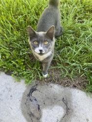 Found/Stray Unknown Cat last seen SE 14th St & Academy, Cape Coral, FL 33990