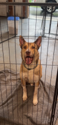 Reunited Male Dog last seen Off White Top Road right behind Bristol Motor Speedway, Bluff City, TN 37618