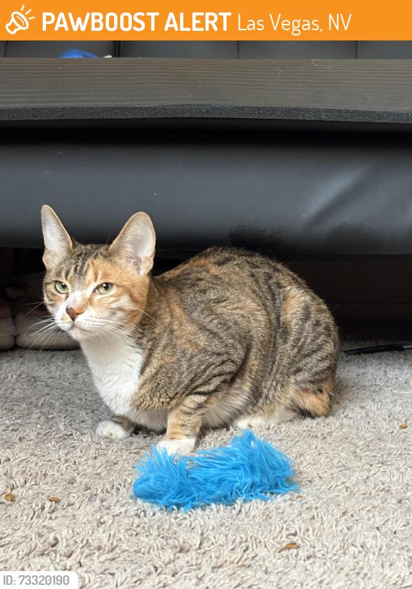 Found/Stray Female Cat last seen Buffalo & Ducharme, Las Vegas, NV 89145