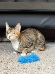 Found/Stray Female Cat last seen Buffalo & Ducharme, Las Vegas, NV 89145