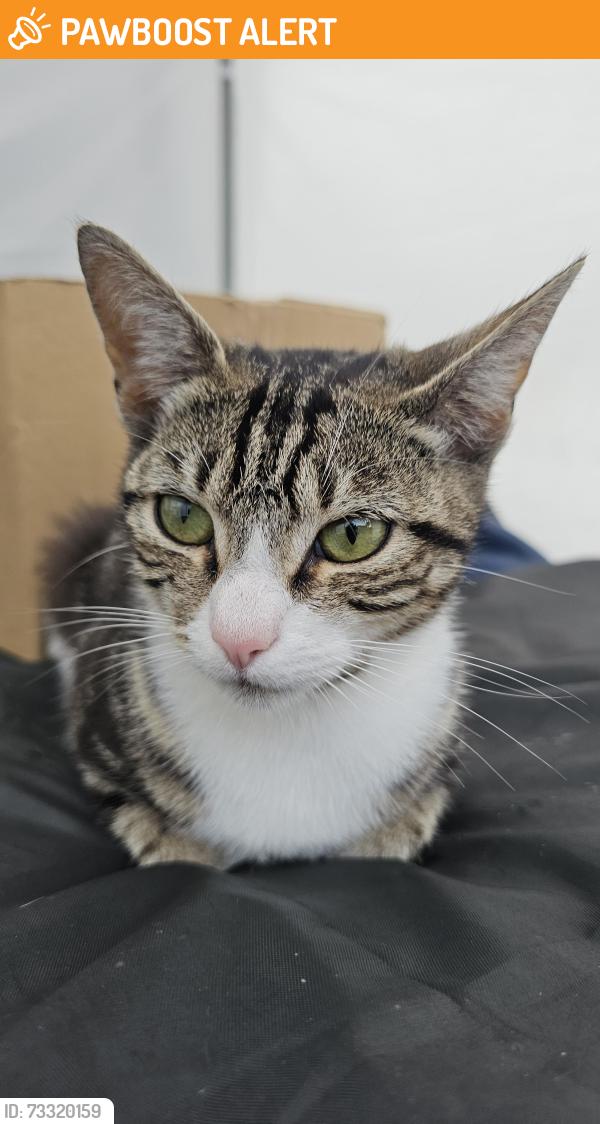Found/Stray Female Cat last seen NW9 6ER, Greater London, England NW9 6ER