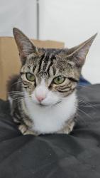 Found/Stray Female Cat last seen NW9 6ER, Greater London, England NW9 6ER