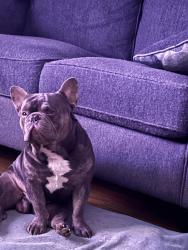 Lost Male Dog last seen Bear Crossing n Hickory Canyon, San Antonio, TX 78252