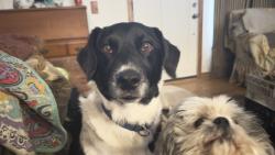 Lost Male Dog last seen 16th mcauther Oklahoma city Oklahoma, Oklahoma City, OK 73127