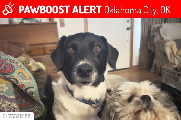 Lost Male Dog last seen 16th mcauther Oklahoma city Oklahoma, Oklahoma City, OK 73127