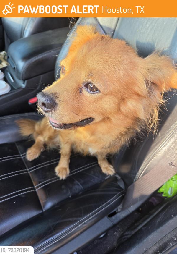 Found/Stray Male Dog last seen Hill springs and village manor, Houston, TX 77345