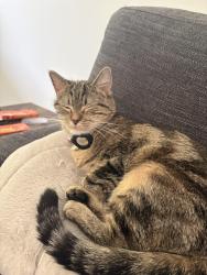 Reunited Female Cat last seen forrest avenue and main street, Winnipeg, MB R2V 1J9