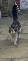 Lost Male Cat last seen Back Garden, Greater Manchester, England WN3 5DP