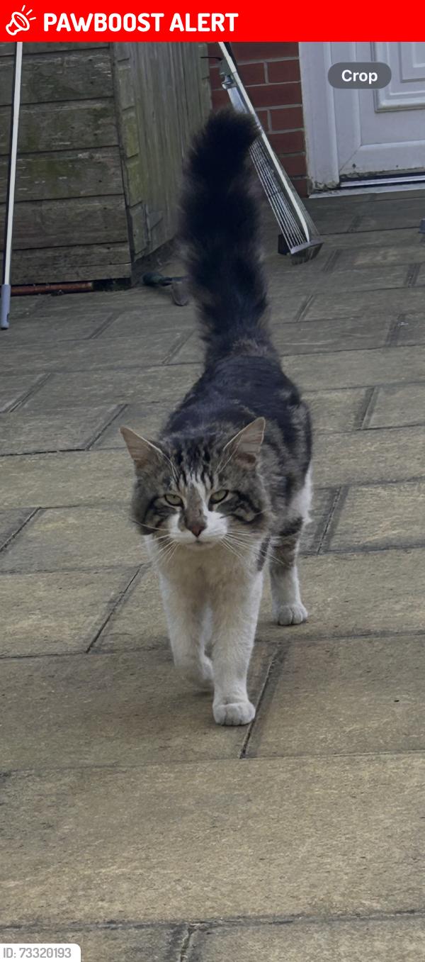 Lost Male Cat last seen Back Garden, Greater Manchester, England WN3 5DP