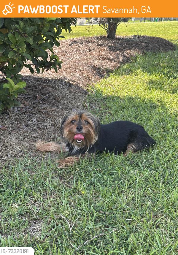 Found/Stray Female Dog last seen Shoefstall Street, Savannah, GA, Savannah, GA 31407
