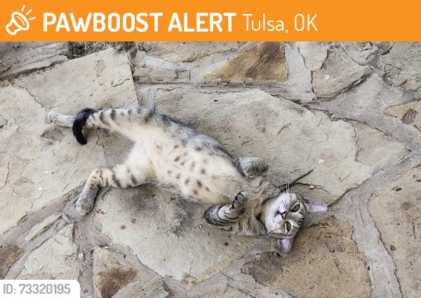 Found/Stray Female Cat last seen 61st and peoria, Tulsa, OK 74105