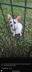 Found/Stray Female Dog last seen Northside High school, Jackson, TN 38305