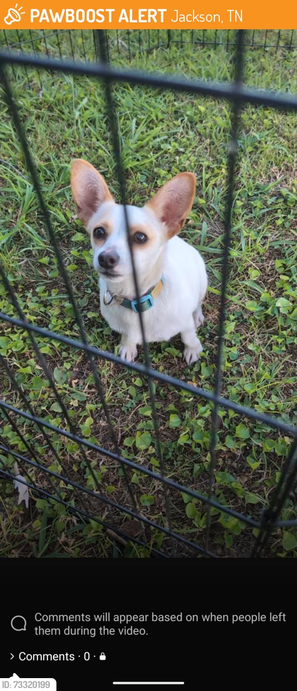 Found/Stray Female Dog last seen Northside High school, Jackson, TN 38305