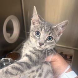 Shelter Stray Male Cat last seen , 5570 Sturmer Park Cir, Winston-Salem, NC 27105, USA