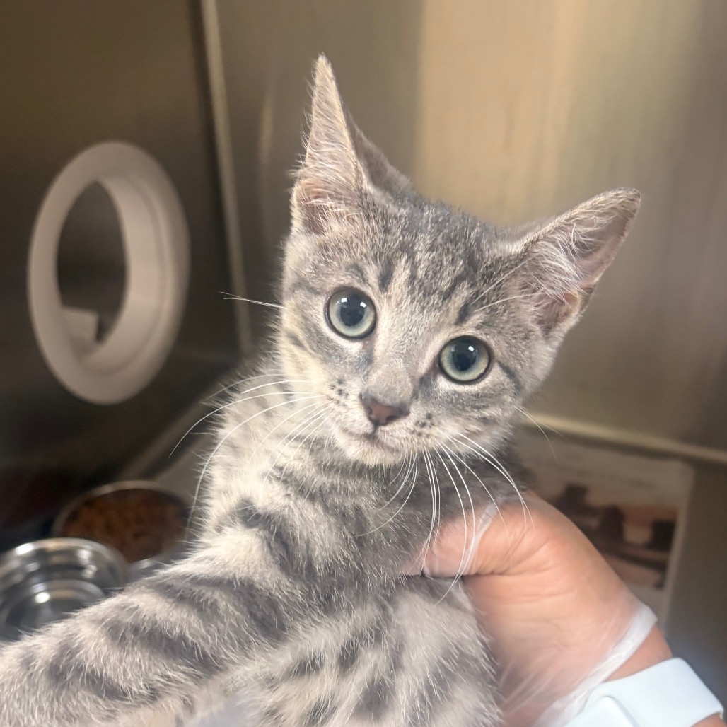 Shelter Stray Male Cat last seen , 5570 Sturmer Park Cir, Winston-Salem, NC 27105, USA